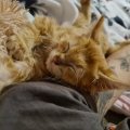 ФОТО | "Глядя на него, разрывалось сердце!" Вид котенка поразил даже многое повидавших волонтеров