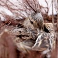 ФОТО | Просьба не беспокоить: в самом центре Таллинна уточка высиживает птенцов