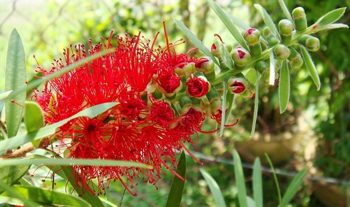 Callistemon