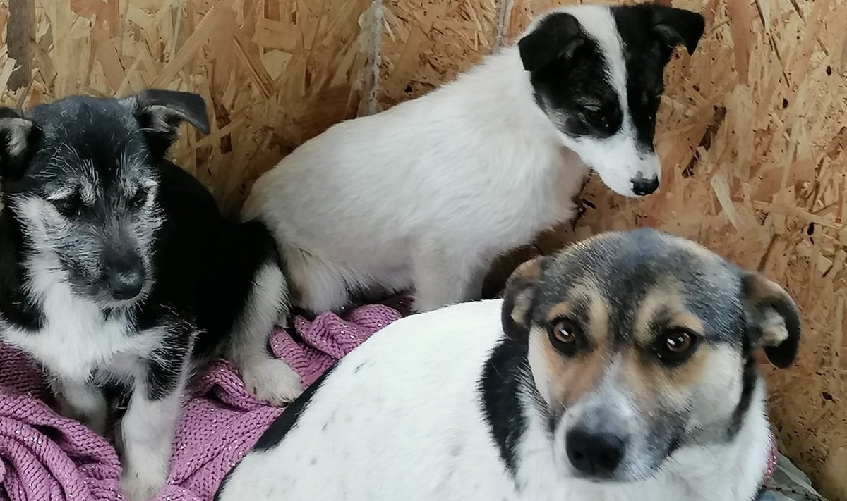 Ukrainast päästetud koerad