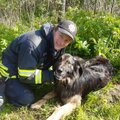 Спасатели помогли собаке, запутавшейся в электропроводах