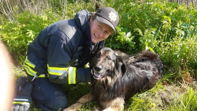 Спасатели помогли собаке, запутавшейся в электропроводах