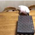 VIDEO | Jackpot: papagoi reaktsioon on karbist leitud külalise peale lihtsalt jalustrabav