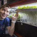 Eesti salati tulevik: Rohefarm tahab meie turult importrohelise välja süüa