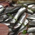Eesti kalapüügikvoodid Läänemerel vähenevad mitme kalaliigi osas