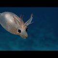 VIDEO | Teadlastel õnnestus jäädvustada imearmsat merelooma, keda väga tihti ei näe