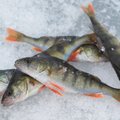 Eesti Toiduained: Eestlane sööb aastas keskmiselt 10 kilogrammi kala