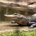 ВИДЕО | Турист принял живого крокодила за пластиковую фигуру и поплатился