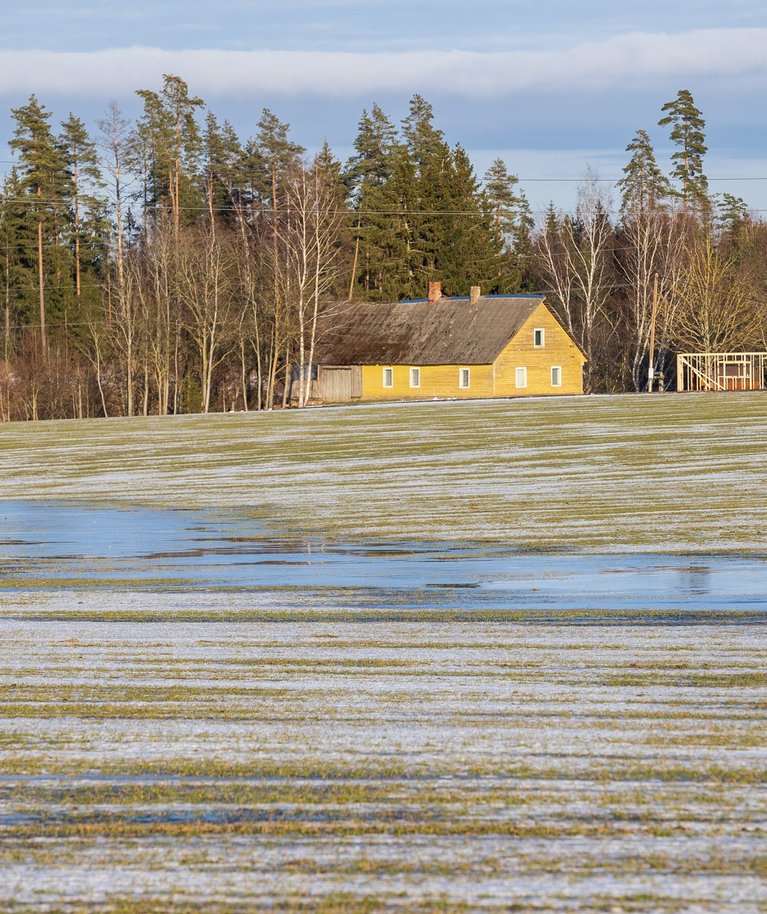 Põlva Agro jäätunud veeloikudega talinisupõld Mammaste lähedal.