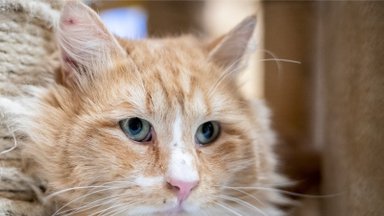 KODULEIDJA | Kass Silvester uhkustab oma välimusega: sätitud on viimne kui üks karv