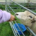 ФОТО | Покормить козу и попробовать сельскую кухню: хутора по всей Эстонии провели день открытых дверей 