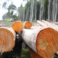 Metsa müümisel ja metsa müümisel on suur vahe. Kuidas langetada maksimaalselt kasulik valik?