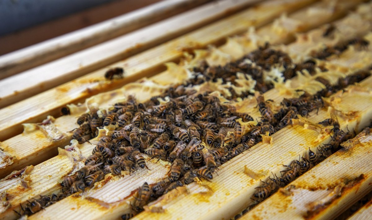 OÜ Ehe Mesi, OÜ Muhe mesi, mesilased, talv, mesilastaru