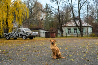 Tšornobõlis elav koer (Wikimedia Commons / Jorge Franganillo)