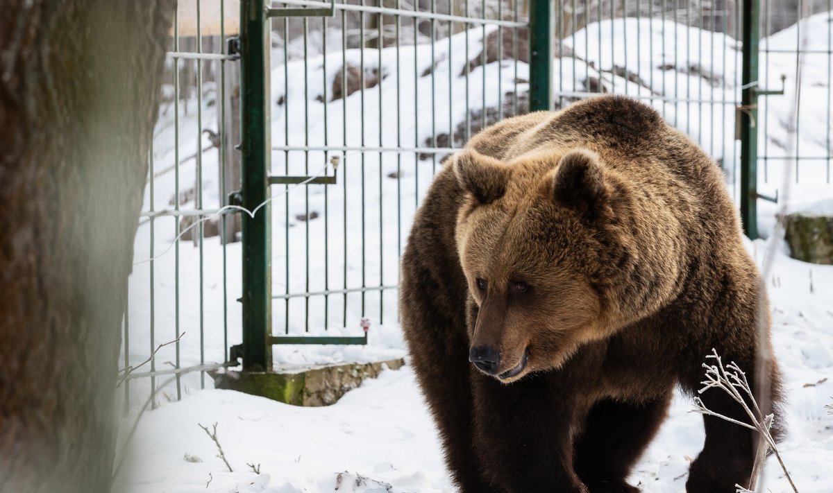 Elistvere loomapargi karu Karoliina oma 25ndal sünnipäeval