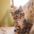 Tartu koduta loomade varjupaik otsib kassipoegade süleshoidjaid