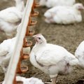 Poolas söödeti kanu tehnilise õliga, saastunud linnuliha võis jõuda ka Eestisse. Terviseriskide kohta pole esialgu andmeid
