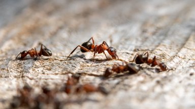 Sipelgate radadele pandud mürkhõrgutised aitavad aeda tungivad tegelased peatada