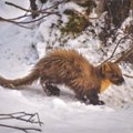 ГОЛОД НЕ ТЕТКА | Предприимчивая куница полакомилась птичьим кормом