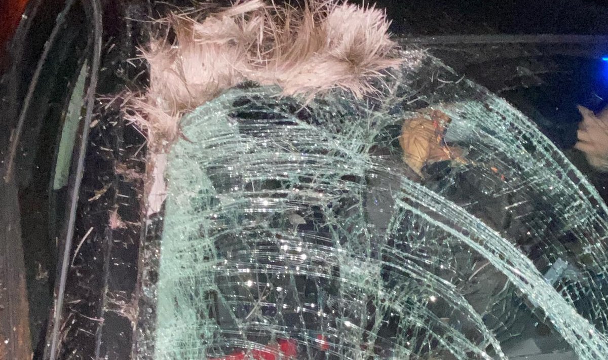 Hanno Pevkuri auto sõitis põdrale otsa.