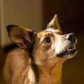 Lõpp halvale käitumisele | Ekspert annab nõu, kuidas koer õpib ja kuidas ebameeldivat käitumismustrit murda