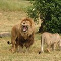 Eksootiline VIDEO | Võimas ja hirmutav vaatepilt, kuidas lõvid omavahel madistavad!