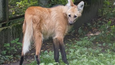 Очередная потеря для Таллиннского зоопарка: скончался последний гривистый волк