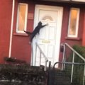 Naljakas VIDEO | Kaval kass on selgeks õppinud, et tuppa saamiseks tuleb viisakalt uksele koputada