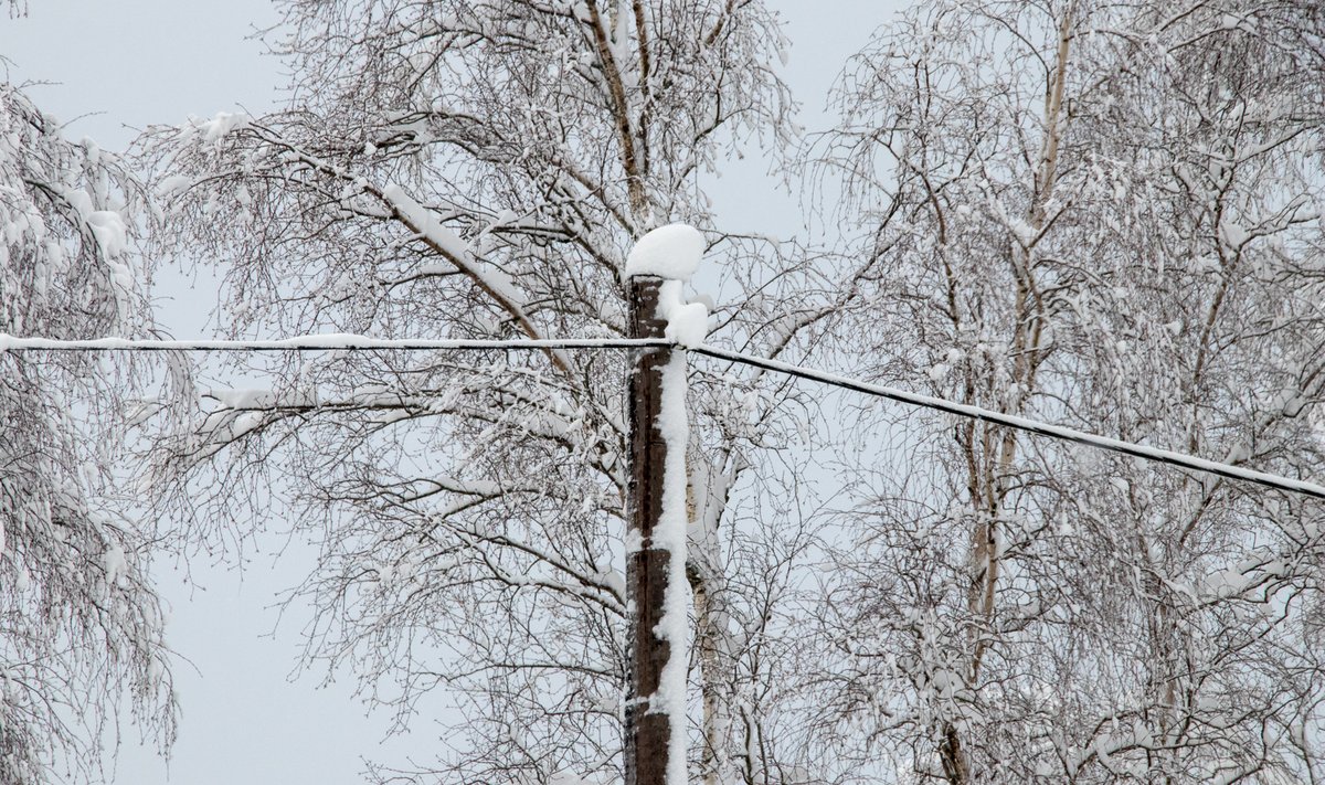 Jäävihm ja lumi on teinud Saaremaal palju pahandust. 