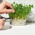 Põhjalik õpetus, kuidas kasvatada aknalaual vitamiinirikkaid võrseid