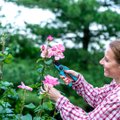 SPETSIALIST SELGITAB | Kas õitsenud lillede õisikud tuleb tegelikult ka ära lõigata ja miks?