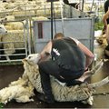 FOTOD: Rägavere pool tuhat lammast said Sõmerus põhjalikult pöetud