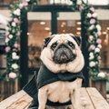 Zara выпустила коллекцию для питомцев. И она лучше человеческой