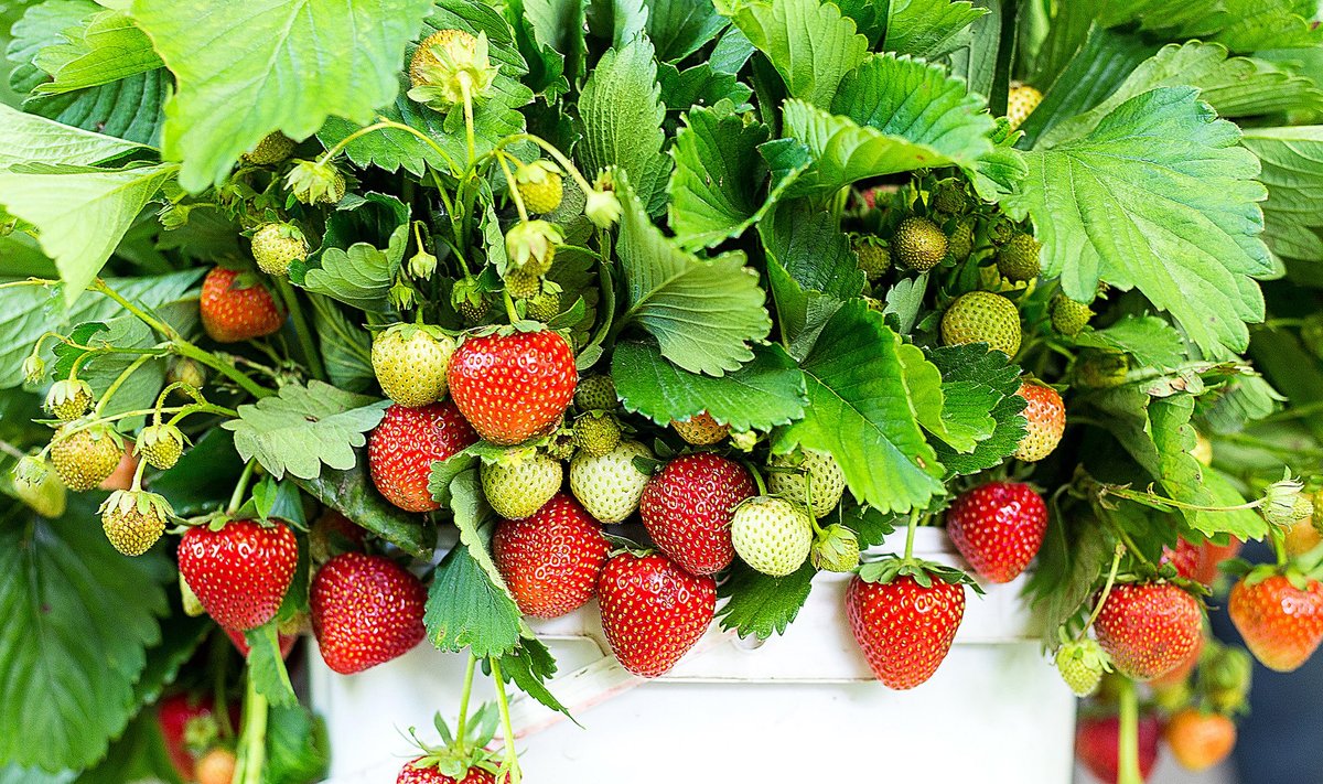 Taasviljuv maasikas annab ohtralt saaki.