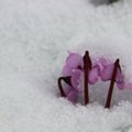 Vaprad alpikannid kaunistavad talvist peenart