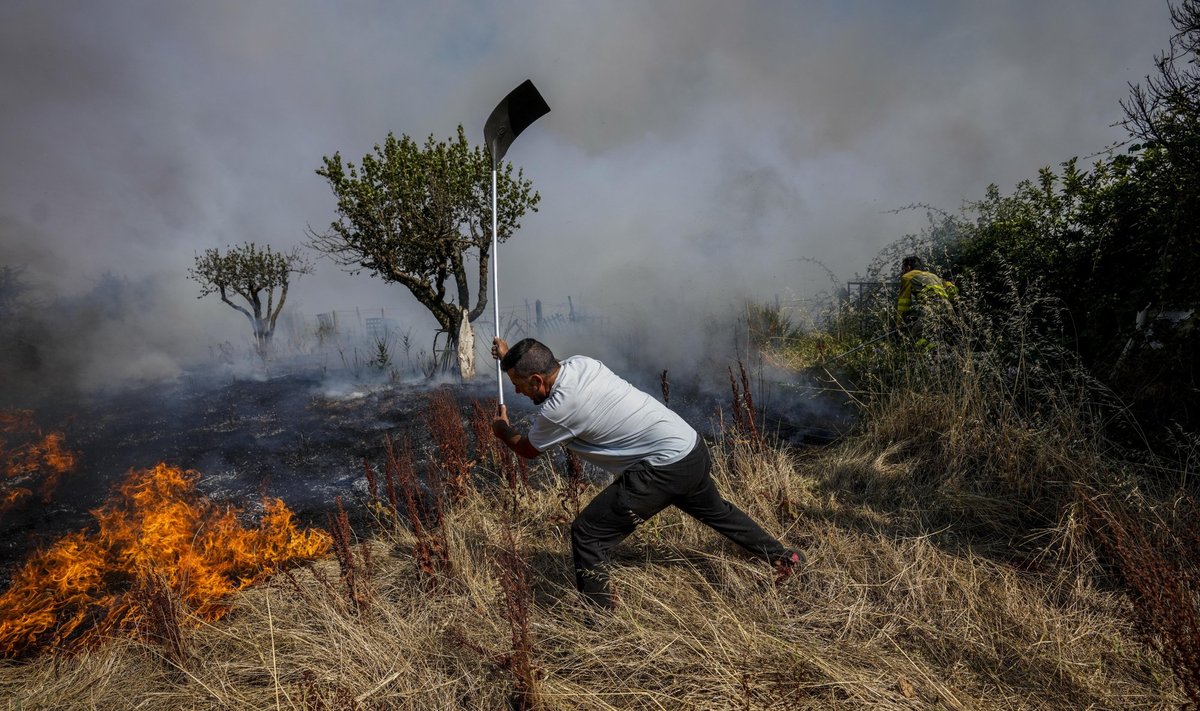 Kohalik elanik kustutab Loode-Hispaanias Tabaras metsatulekahju ajal labidaga tuld. Foto tehtud 19.07.2022.
