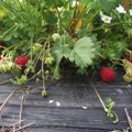 Mida peaks sügisel ette võtma maasikamaal?