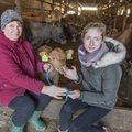 Noor karjapidaja Viktoria plaanib maatõugu lehmadele suurt tulevikku