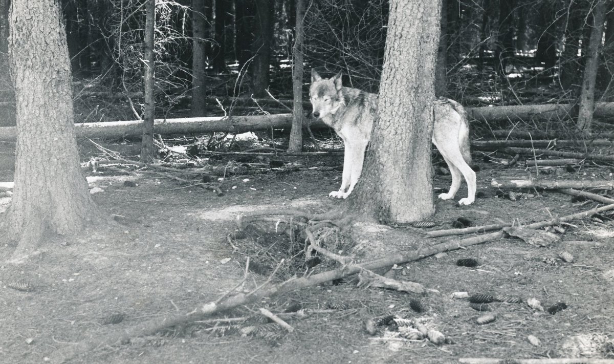 Kui huntidega on probleeme, siis Eestis on kombeks sellest teavitada ka lambakasvatajaid.
