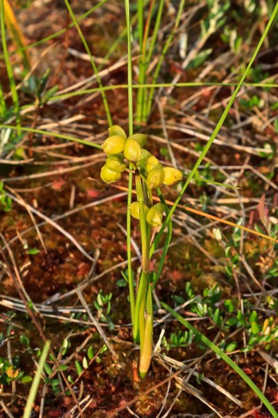 Шейхцерия (Scheuchzeria palustris)