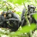 Sajaaastane mõistatus sai lahenduse: malaariaparasiit pärineb ahvidelt