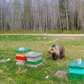 Sisenes nagu restorani: karu käis Läänemaal mesitarude kallal