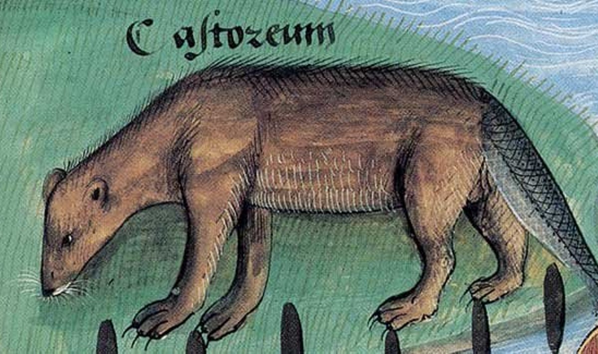 Platearius, "Livre des simples médecines", joonistus aastast ca 1480 (Wikipedia Commons)