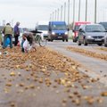 ФОТО: Петербургское шоссе в Таллинне засыпано картошкой