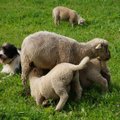 Kiskjakahjude hüvitamisest alles unistavad lätlased tulevad õppima Eesti lambakasvatajatelt