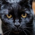 ФОТО | Как бы выглядели коты в фильмах известных режиссеров