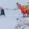 ФОТО | Верблюды в шоке: Саудовскую Аравию засыпало снегом
