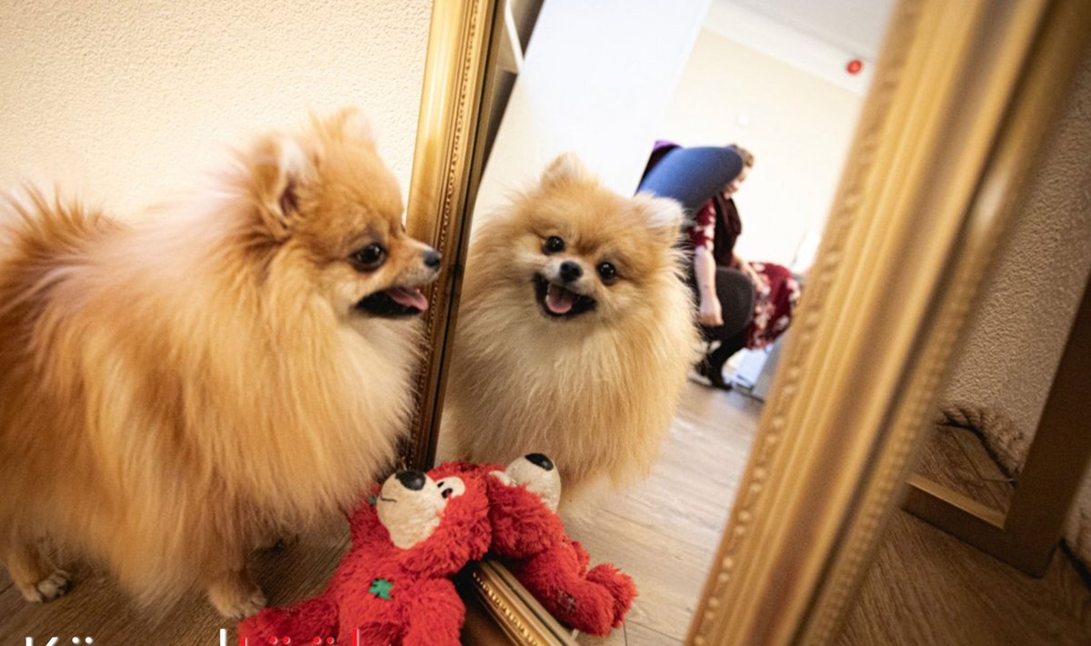 Pomeranian Lexi sulatab ka kõige tõsisemad inimesed.