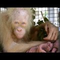 Kalimantani saarelt leiti üliharuldane sinisilmne ja heledakarvaline orangutan