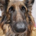 Traagilise saatusega koer Arina tuli inimkonda ühendama